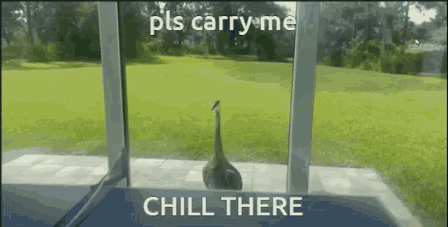 a duck is standing in front of a window with the words " pls carry me chill there " on the bottom