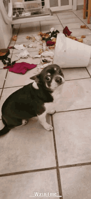 Jackguilty Jackdog Jacktrash Meme