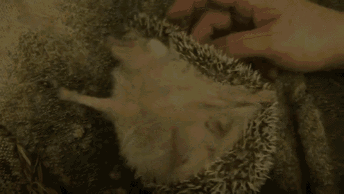 That'S The Spot GIF - Hedgehog Itchy Scratch GIFs