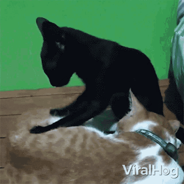 Cat Massage Viralhog GIF - Cat Massage Viralhog Getting A Massage From A Cat GIFs