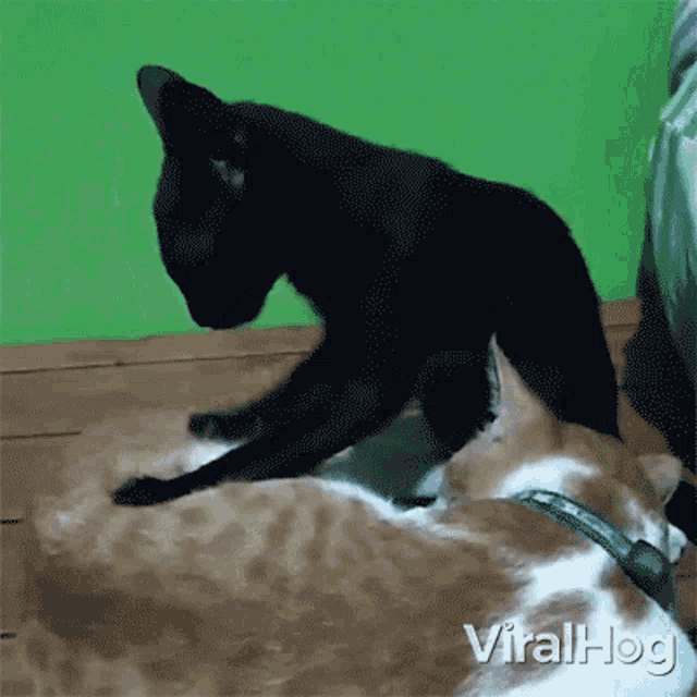 a black cat is playing with a brown and white cat with the words viralhog on the bottom right