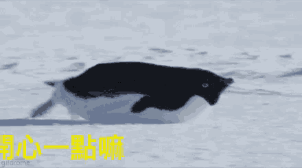 a black and white penguin is running through the snow with chinese writing behind it