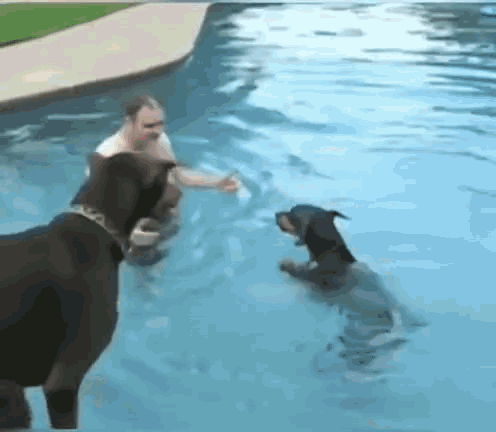 Funny Animals Doberman GIF - Funny Animals Doberman Pool GIFs