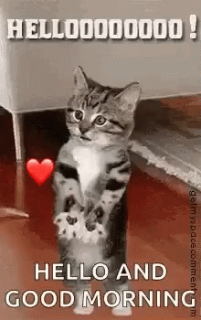 Cat Well GIF - Cat Well Hello GIFs