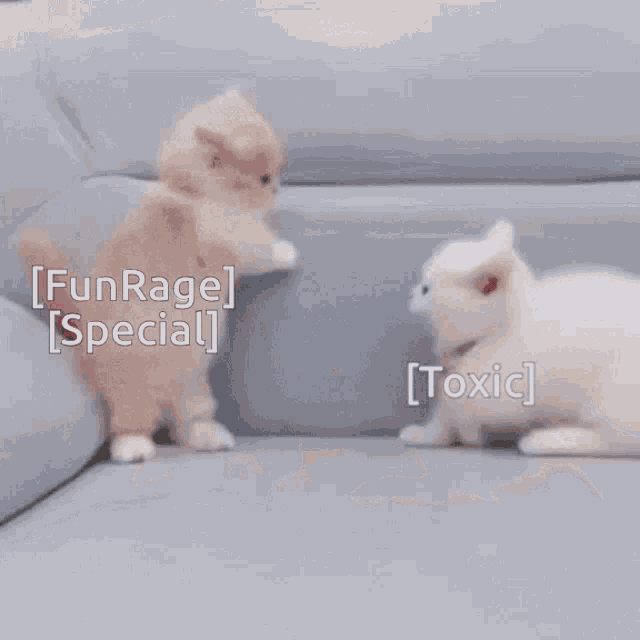 two kittens are playing on a couch with the words funrage special and toxic below them