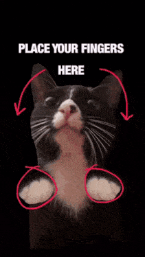 a black and white cat standing on its hind legs