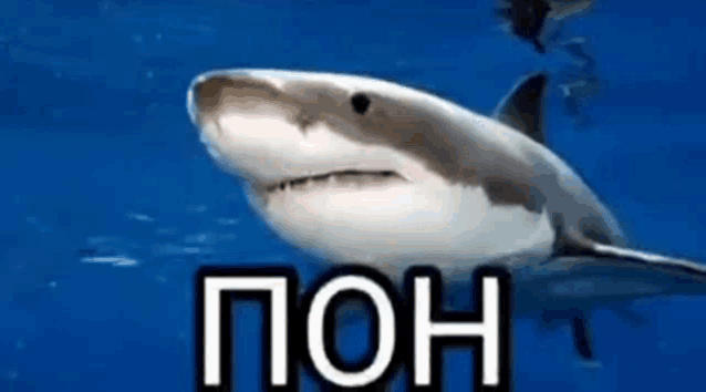 a great white shark is swimming in the ocean with a caption in a foreign language .