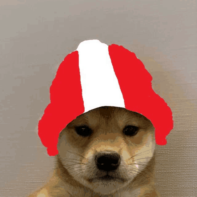 a dog with a red and white hat on