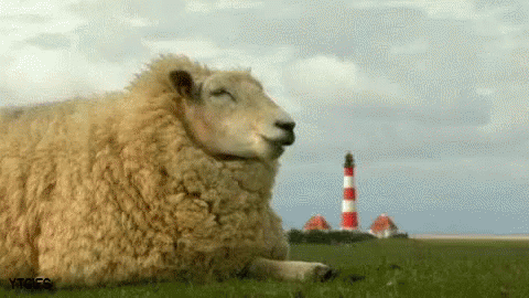 Un Mouton Mangeant Au Calme GIF