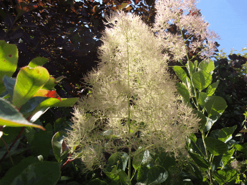 a plant with white flowers and green leaves is surrounded by other plants