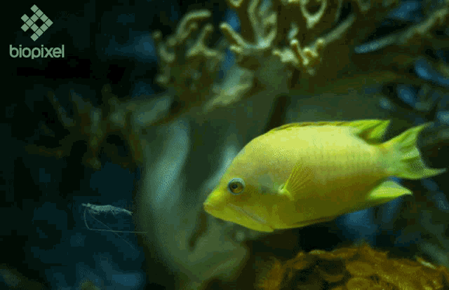Fish Jaw Extension GIF - Fish Jaw Extension Freaky Fish GIFs