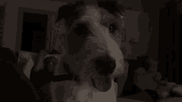 a close up of a dog 's face with its mouth open and teeth showing .
