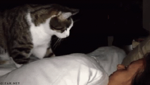 Cat Waking Up GIF - Cat Waking Up Someone GIFs