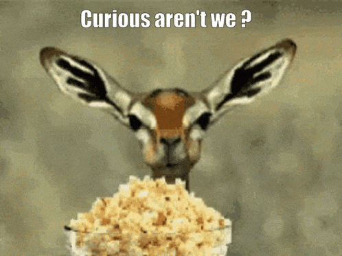 a gazelle eating popcorn with the caption curious aren 't we ?