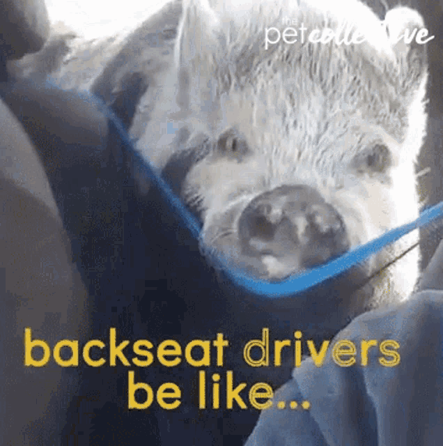Pig Pot Belly Pig GIF - Pig Pot Belly Pig Backseat Driver GIFs