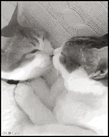 a couple of cats are kissing each other in a black and white photo .