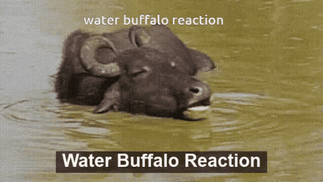 Water Buffalo Water Buffalo Reaction GIF - Water Buffalo Water Buffalo Reaction Buffalo In Water GIFs