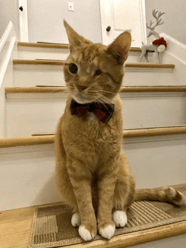 a cat wearing a bow tie is sitting on a staircase