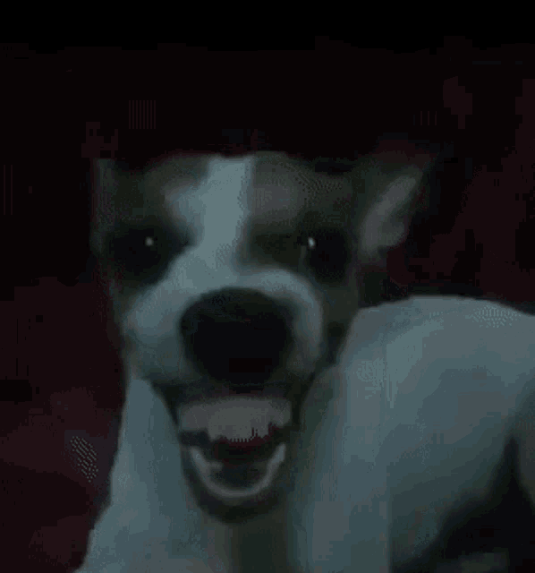 Beomkyuta Cachorro Rindo GIF - Beomkyuta Cachorro Rindo Dog Laughing GIFs