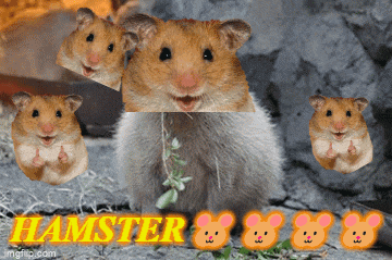 a collage of hamsters with the words hamster on the top