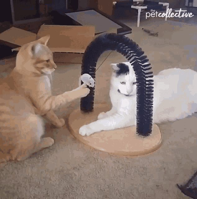 two cats are playing with a toy and the petcollective logo is visible