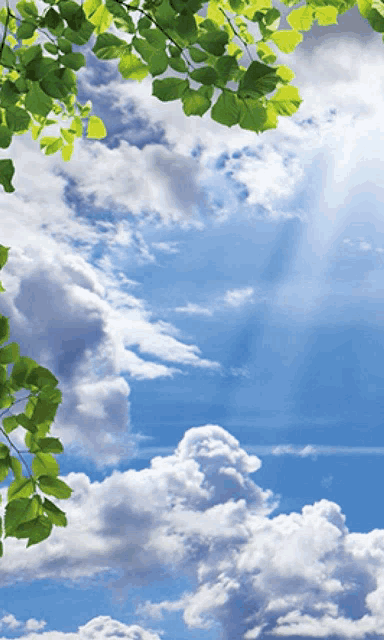 a tree with green leaves against a cloudy blue sky