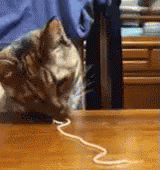 Cats Love Spaghetti GIF
