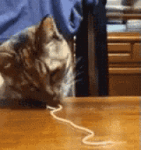 a cat is playing with a spaghetti string on a table