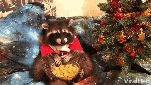 Viralhog Raccoon GIF - Viralhog Raccoon Snacks GIFs