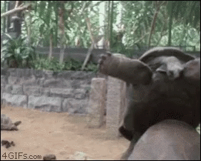 Turtle Party Hard GIF - Turtle Party Hard Fall GIFs