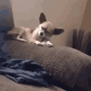 a small dog is laying on a couch looking at the camera