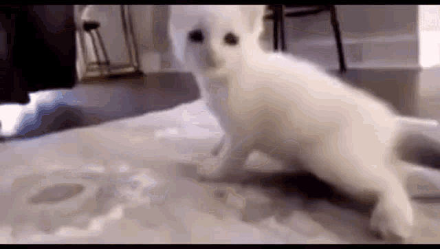a small white kitten is walking on a rug in a living room .