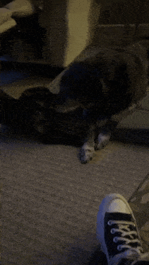 a dog and a cat are playing on a dog bed that says ' snoopy ' on it