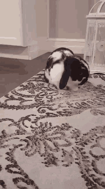 a black and white bunny rabbit is laying on a rug .