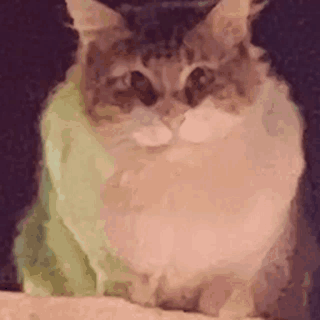 a cat wearing a green shirt is sitting on a bed and looking at the camera .