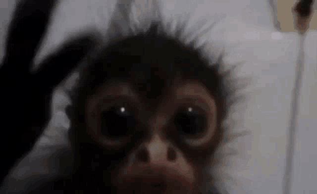a close up of a baby monkey looking at the camera with big eyes .
