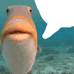 a close up of a fish with a speech bubble above it .