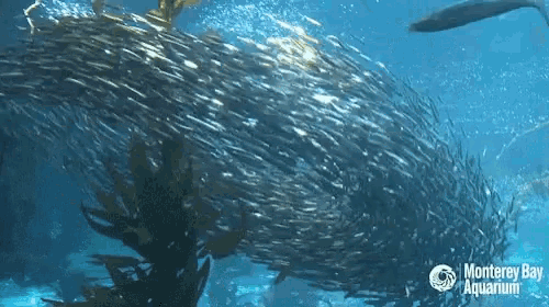 the monterey bay aquarium is shown in the background