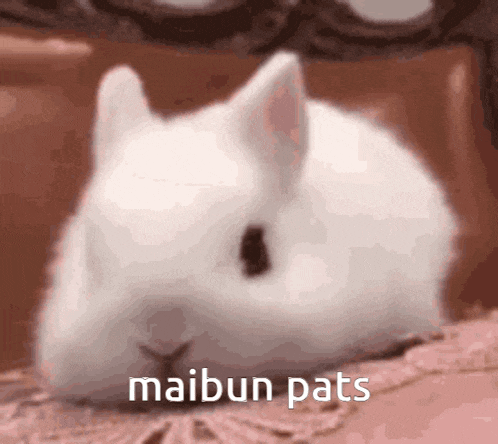 a white rabbit laying on a bed with the words maibun pats written on the bottom