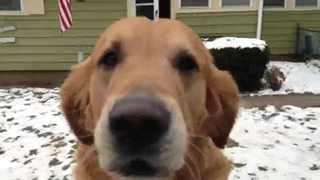 Special Delivery GIF - Animals Dog Retriever GIFs