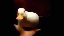 Duck Weird GIF