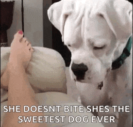 a white dog is licking a woman 's foot while sitting on a couch .