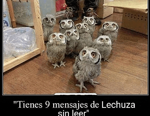 a group of owls standing next to each other on a wooden floor
