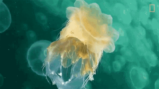 a jellyfish with a yellow head is swimming in the ocean