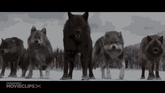 a group of wolves standing next to each other with fandango movieclips written on the bottom