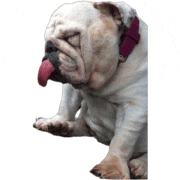 a white dog with a red collar sticking out its tongue