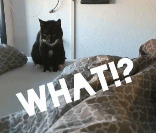 Cat Kitty GIF - Cat Kitty Shocked GIFs