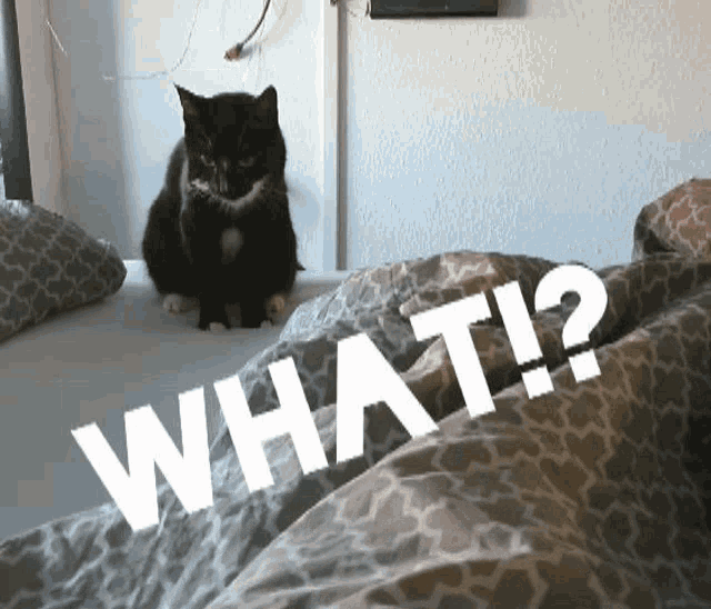 a cat sitting on a bed next to a sign that says " what "
