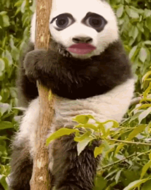 Panda Help GIF - Panda Help Snapchat GIFs