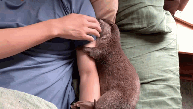 a cat is laying on a person 's shoulder